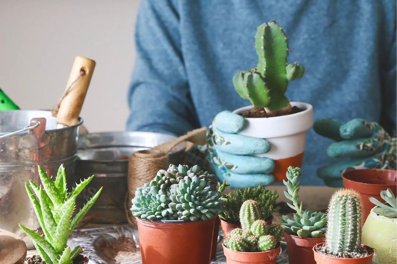 Los cactus y las suculentas son perfectos para darle vida y estilo a tu casa