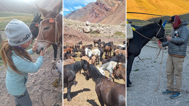 El objetivo principal del programa es garantizar el bienestar de los animales