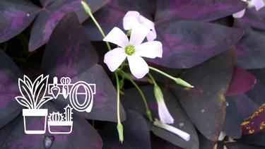 Sitio Andino | flor de trébol morado