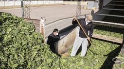 Más de 600 cooperativas de Mendoza, bajo la lupa: a qué apuntan las inspecciones