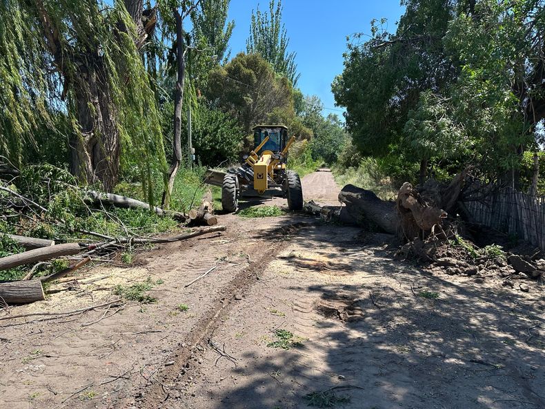 Vialidad Mendoza despejó siete calles rurales tras la caída de 16 árboles por las fuertes lluvias.