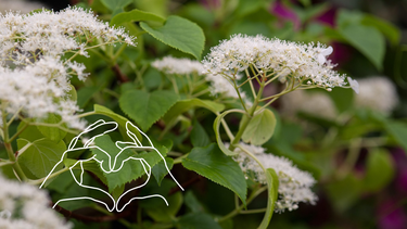 Sitio Andino | Hydrangea Anomala Petiolaris, jardinería.png