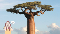Científicos revelan cuál es el árbol que almacena más agua del mundo y cuánta puede retener