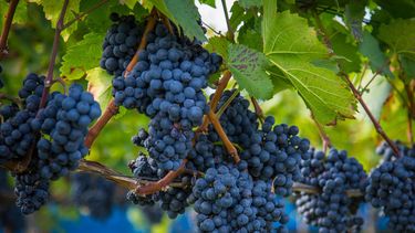 Entre tensión y entusiasmo, inicia la cosecha de la uva: así se palpita en las bodegas mendocinas Entre tensión y entusiasmo, inicia la cosecha de la uva: así se palpita en las bodegas mendocinas