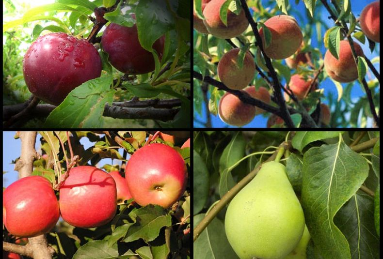 Frutas agroindustria