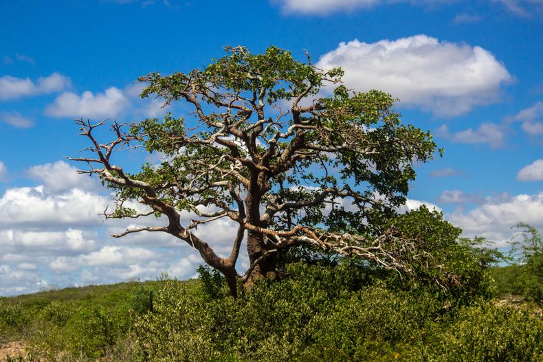 Mendoza presentó el Sello Algarrobo para promover el turismo sostenible