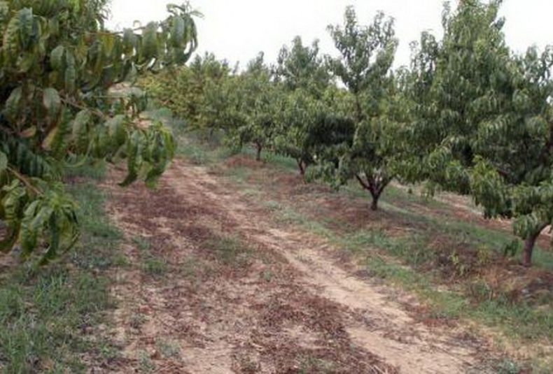 Frutales