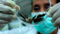 Día Mundial de la Enfermedad de Chagas: por qué se recuerda hoy, 14 de abril