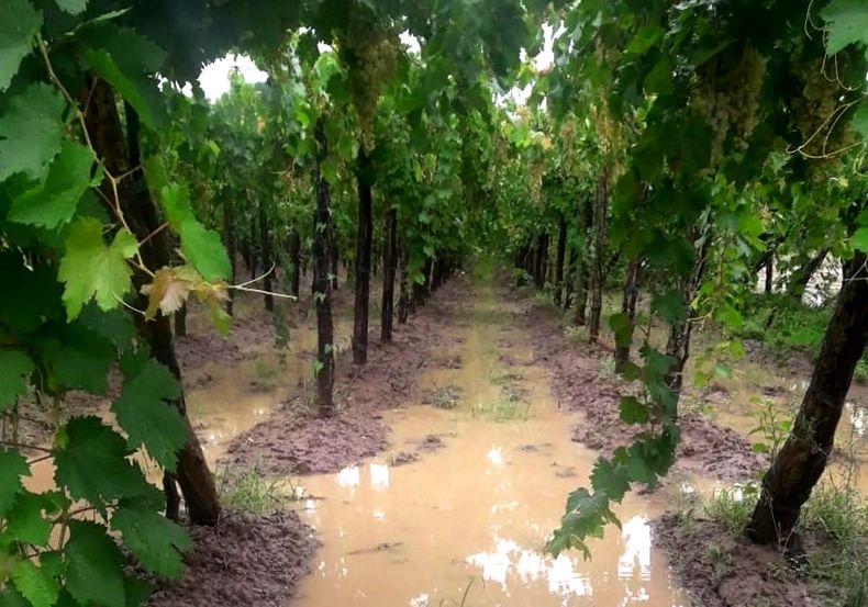 Carmensa: entregarán subsidios a productores afectados por la tormenta. Foto: Archivo