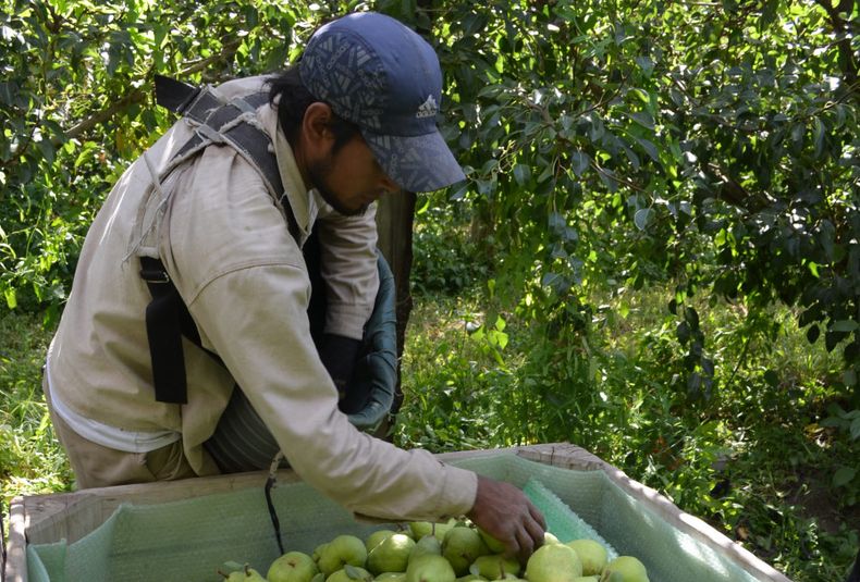 Pera peras frutas cosecha monotributo social agropecuario