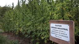 La oportunidad del cáñamo, una reivindicación a Belgrano