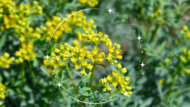 Sitio Andino | ruda, jardinería.png