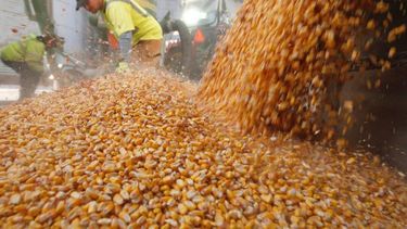 Récord de exportaciones de maíz: casi 25 millones de toneladas en ocho meses