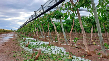 Valle de Uco, sector agrícola.