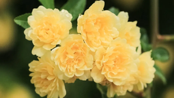 Cómo cultivar el rosal de Banksia y el sorprendente uso que le podés dar en tu jardín&nbsp;