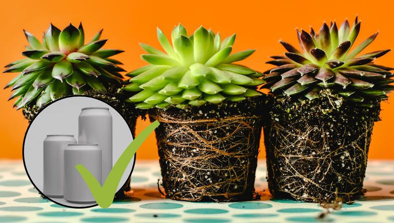 Transforma latas de gaseosa en una maceta para suculentas única