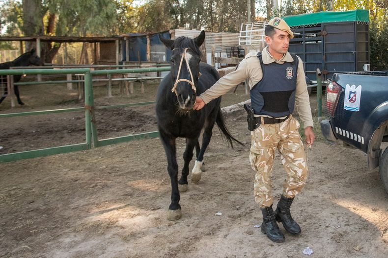 En Las Heras, se detectó una faena equina clandestina casi en simultáneo al caso del sur mendocino.
