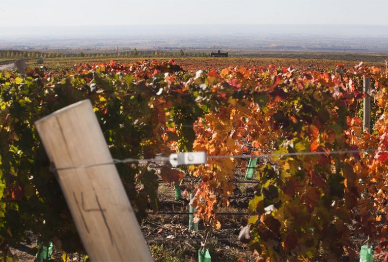 Valle de Uco, viñedos, caminos del Vino, turismo, enoturismo