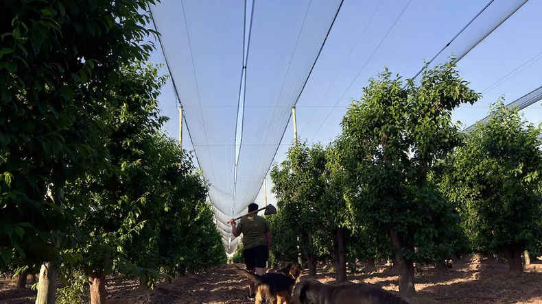 Inversiones como la malla antigranizo están alcanzadas por los beneficios que aprobó el Senado con la Ley de Reforma Laboral