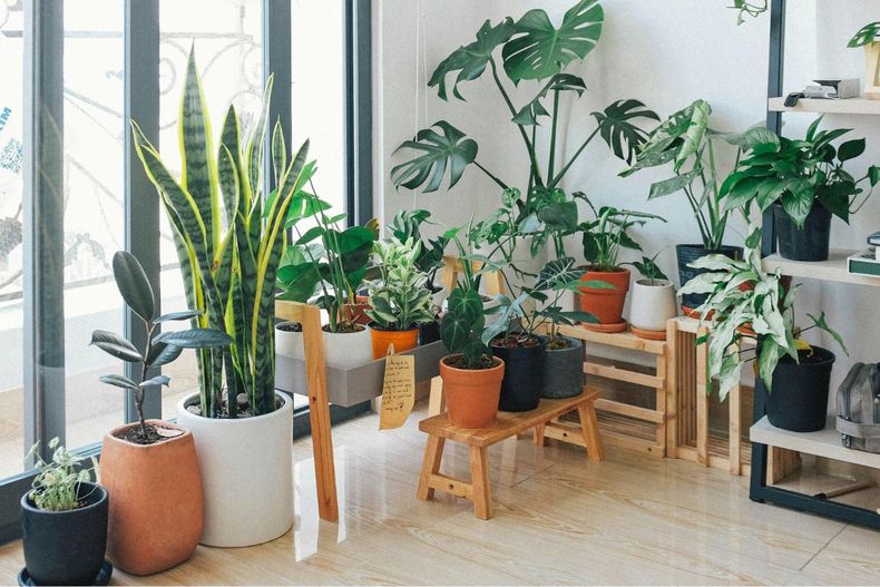 ¿Sos de los que se olvidan de regar? Con estas cinco plantas, eso ya no es un problema