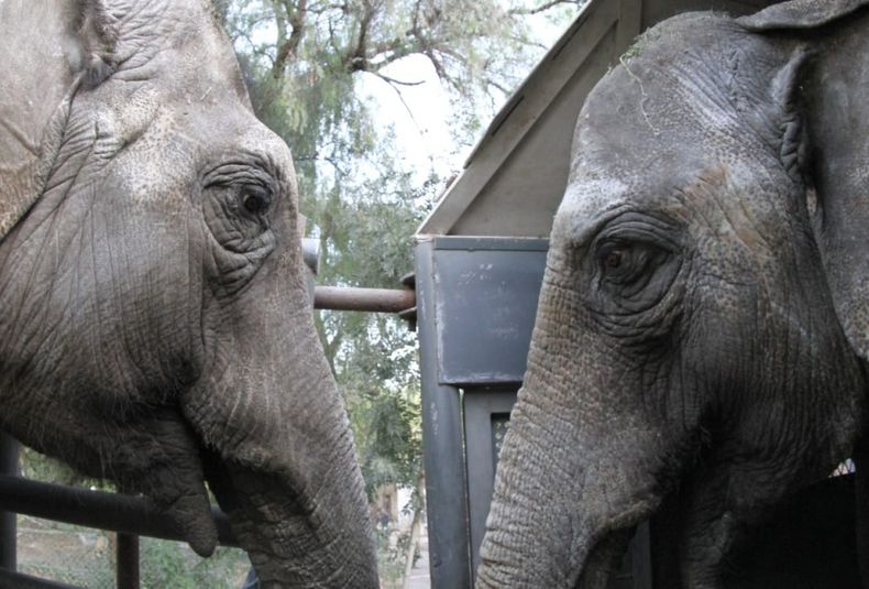 La elefanta Pocha y su hija Guillermina llegaron juntas al santuario de Brasil desde el exZoo de Mendoza