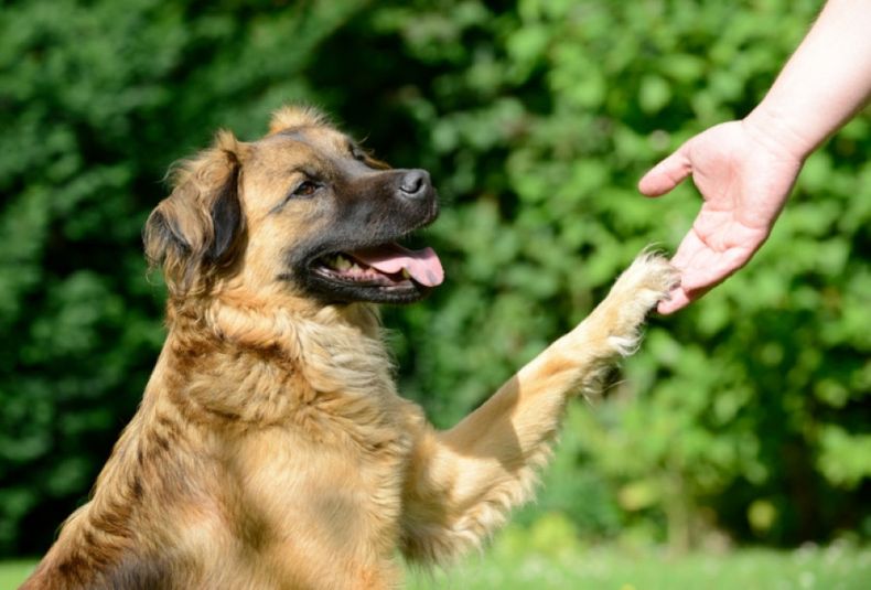 Que Significa Cuando Tu Perro Te Pone La Pata Encima