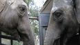 la elefantas pocha y guillermina ya estan en brasil: en muy buenas condiciones