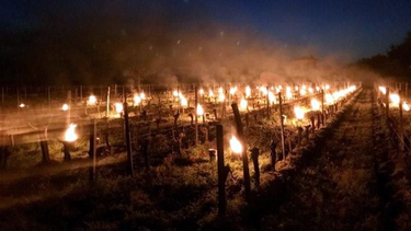 Combate sobre heladas tardías (foto ilustrativa)