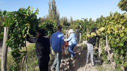 Emergencia solicitan los productores del campo mendocino.