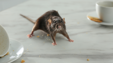 Sitio Andino | hantavirus (1).png
