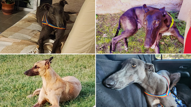 Cuál es el estado de salud de los galgos que participaron de carreras clandestinas