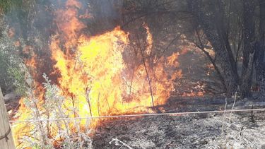 Zonda: un incendio destruyó unl cultivo de ciruela en San Rafael.