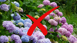 Jardinería: por qué los expertos desaconsejan cultivar hortensias
