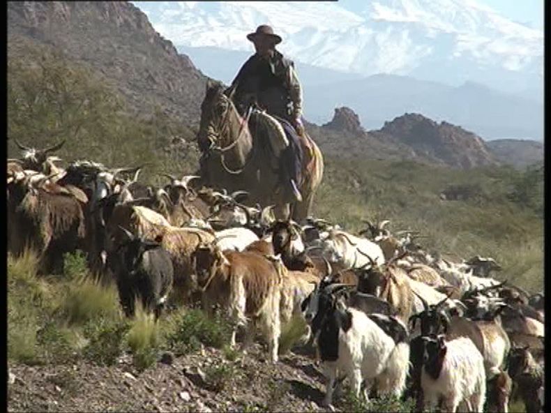 Arreo durante la trashumancia estacional en los paisajes cordilleranos de Malargüe.
