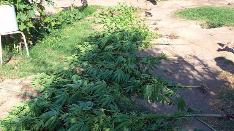 Secuestran cerca de 50 plantas de marihuana en el sur