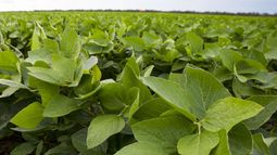 Fin a la disputa con Monsanto