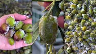 Un nuevo método de extracción de aceite de oliva promete revolucionar la industria Un nuevo método de extracción de aceite de oliva promete revolucionar la industria