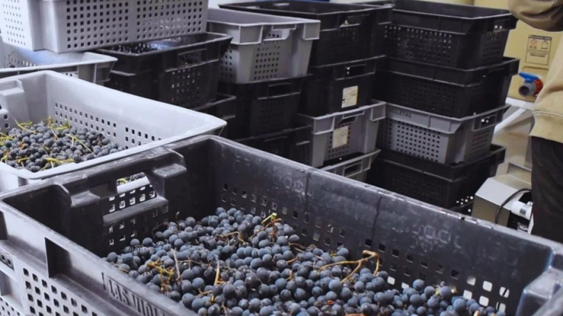 La vitivinicultura de Mendoza una de las actividades que enfrenta profundos cambios