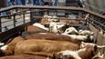 Sanidad animal en la ganadería bovina.