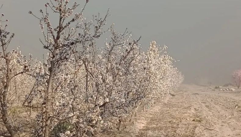 Primeras heladas de la temporada en Valle de Uco
