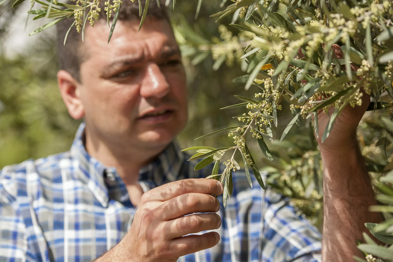 Gabriel Guardia y su equipo de Olivicola Laur trabajaron en el desarrollo de una aceite de oliva ultra rico en polifenoles con categoria de superalimento