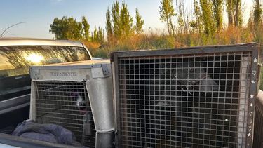 Importante operativo contra maltrato animal en Las Heras. Importante operativo contra maltrato animal en Las Heras.