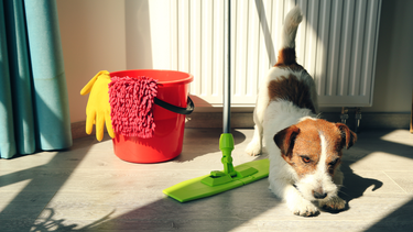 Sitio Andino | perro en departamento, mascota.png