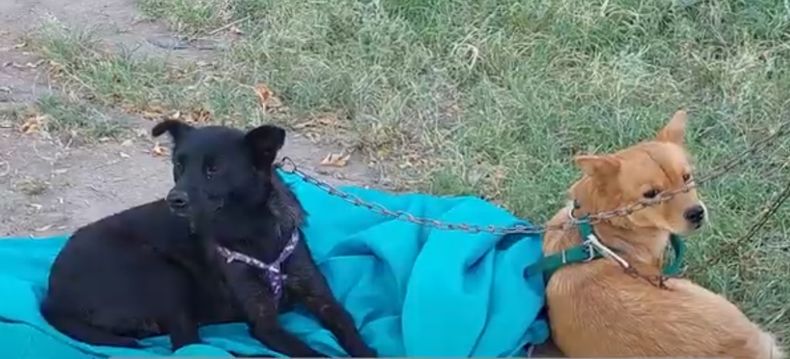 Envenenamientos de perros en General Alvear.