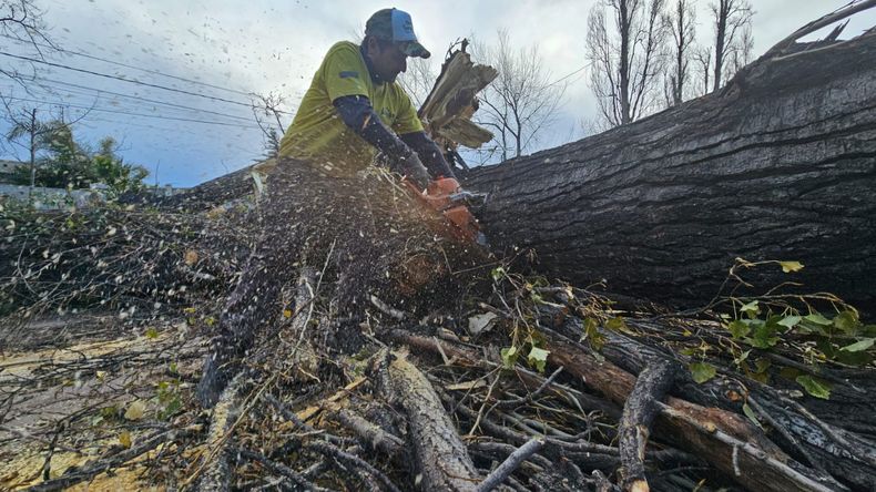 La mutilación del arbolado público en Mendoza: ¿qué pasa con los forestales?