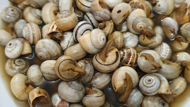 Venta de caracoles en San Carlos. Venta de caracoles en San Carlos.