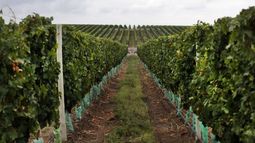 Los productores vitivinícolas temen que el estrés hídrico afecte la cosecha