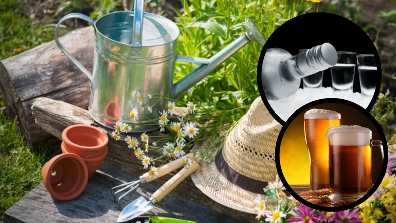 Jardinería: cerveza y vodka para revivir tus plantas