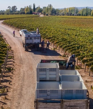 ¿Cómo llega la vitivinicultura a la Vendimia 2026? Radiografía de una década de retroceso. ¿Cómo llega la vitivinicultura a la Vendimia 2026? Radiografía de una década de retroceso.