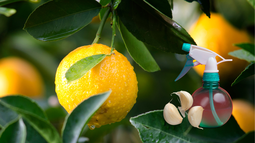 Plantas que se benefician mutuamente: el uso del ajo en el limonero
